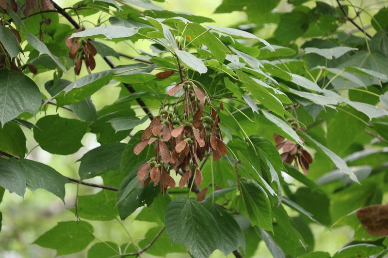 Acer thomsonii photo 5