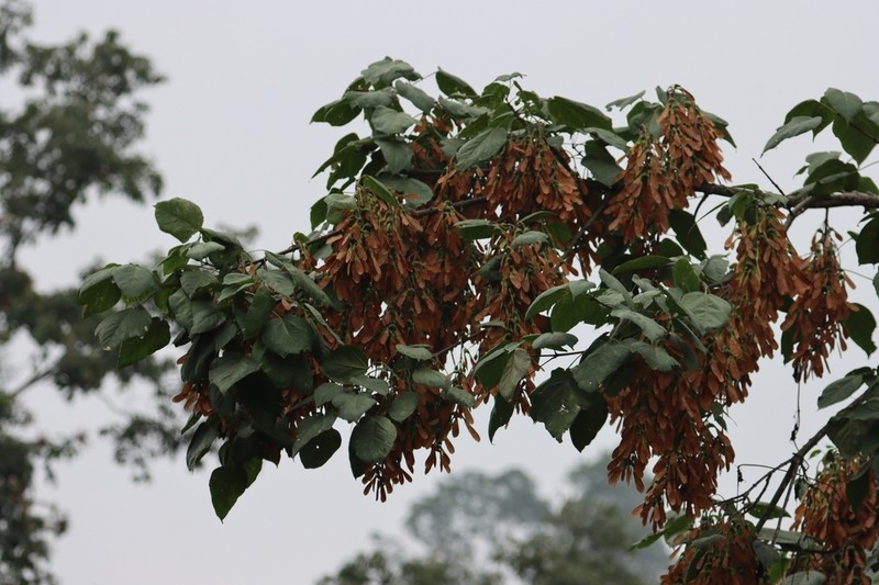 Acer thomsonii photo 6