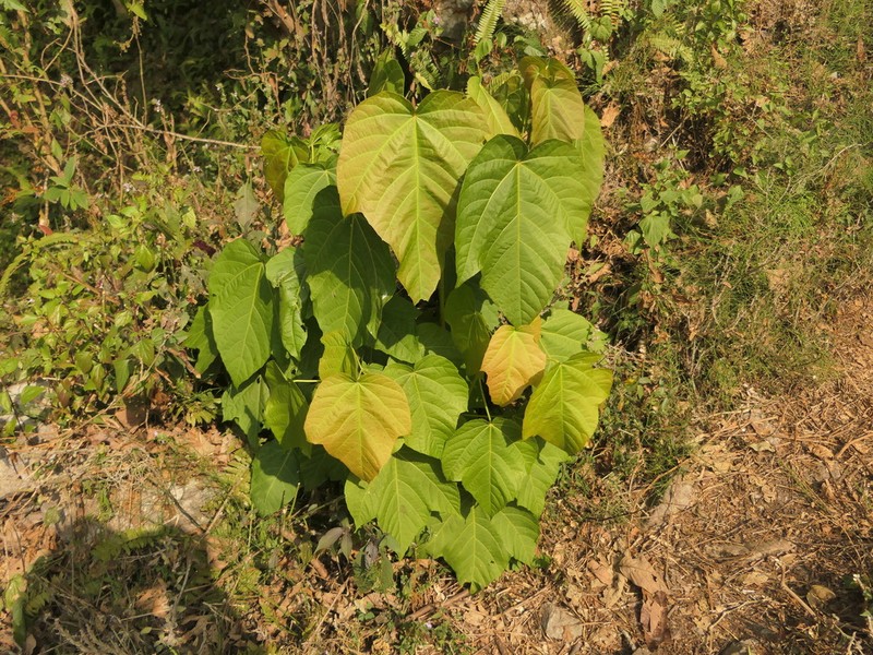 Acer thomsonii photo 7
