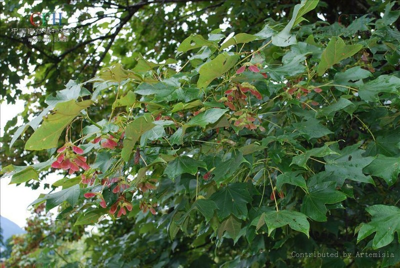 Acer tibetense photo 2