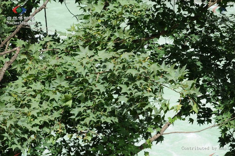 Acer tibetense photo 3