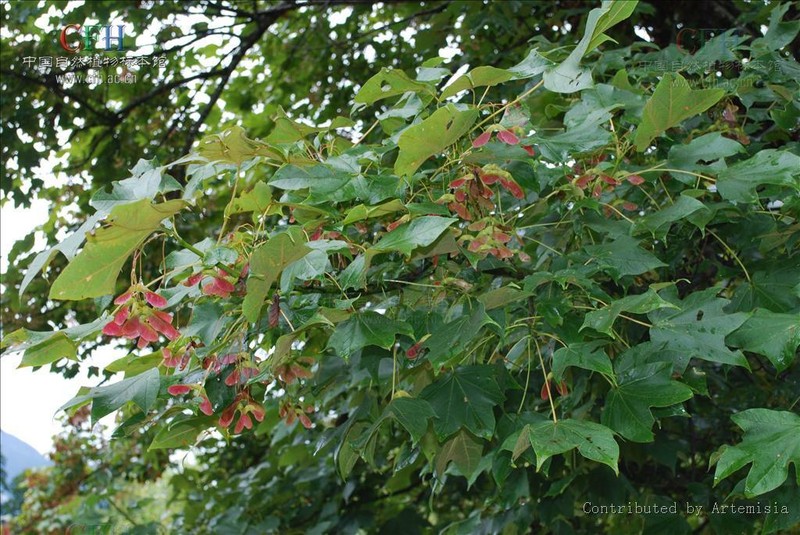 Acer tibetense photo 5