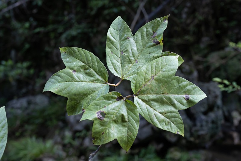 Acer tonkinense photo 2