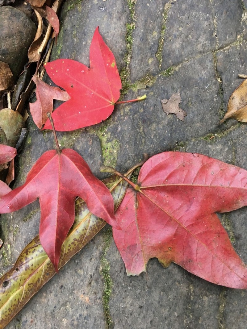 Acer tonkinense photo 3
