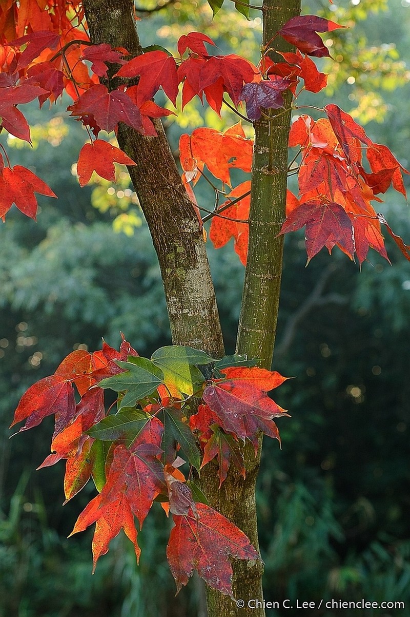 Acer tonkinense photo 5