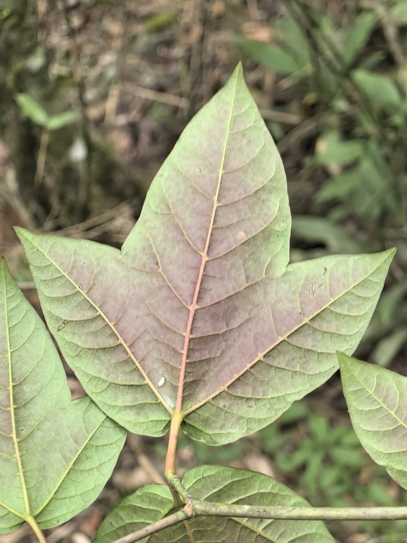 Acer tonkinense photo 6