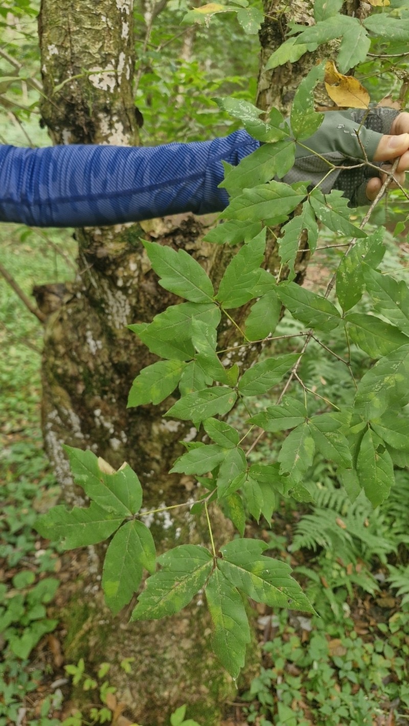 Acer triflorum photo 3