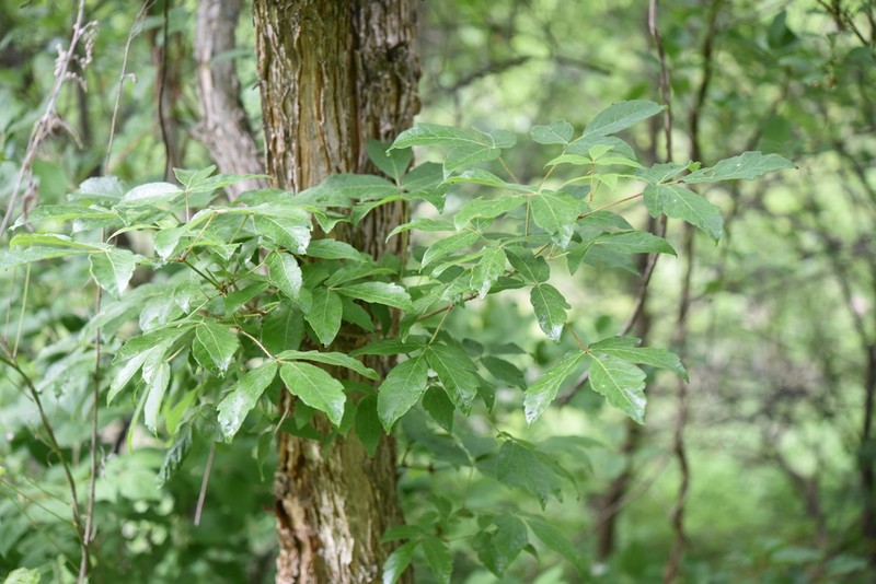 Acer triflorum photo 4