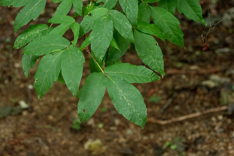 Acer triflorum photo 5