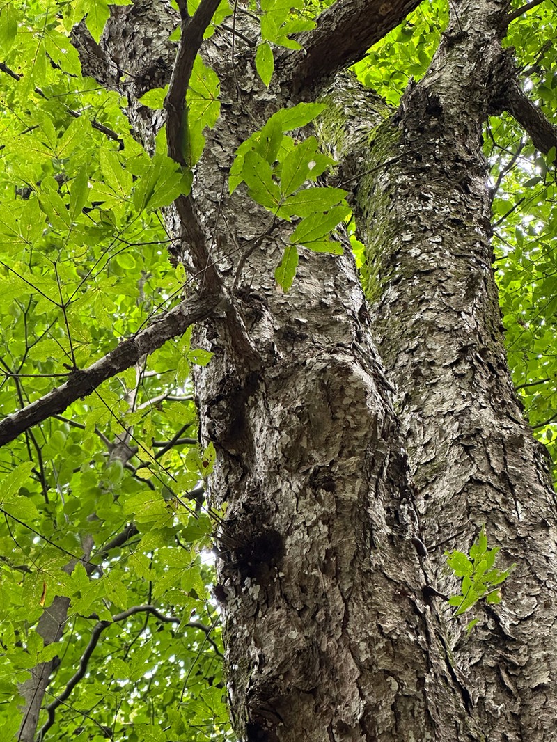Acer triflorum photo 6