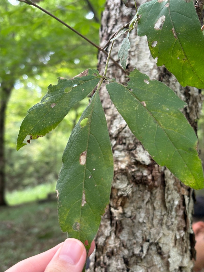 Acer triflorum photo 7