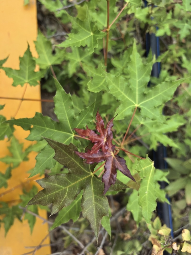 Acer truncatum photo 2