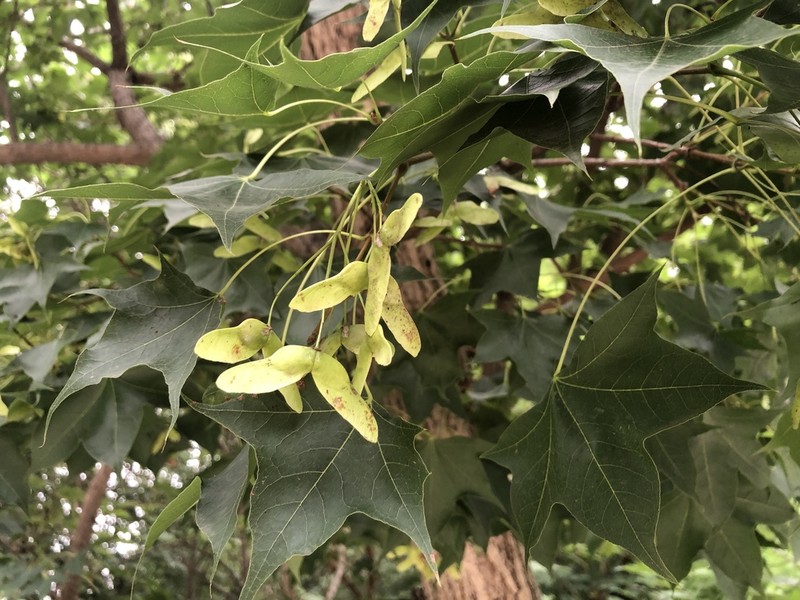 Acer truncatum photo 3