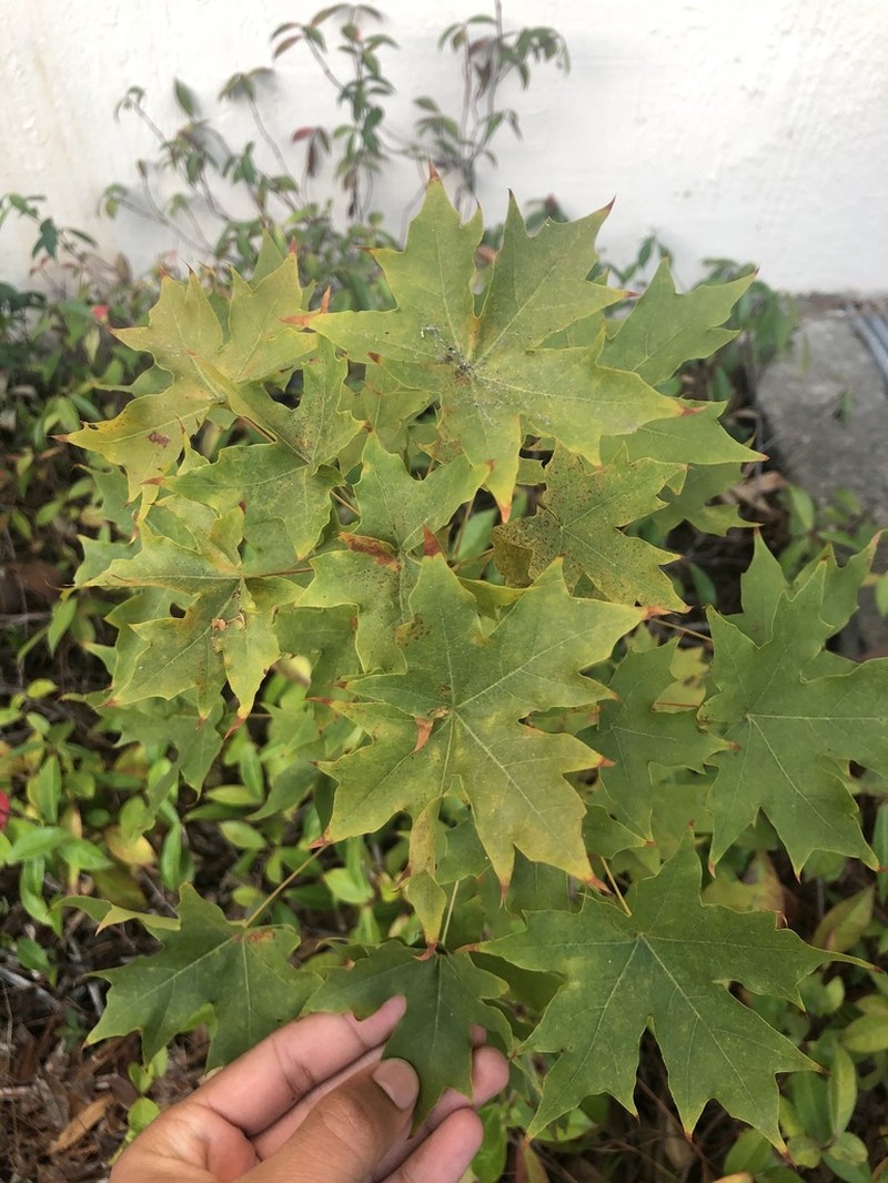 Acer truncatum photo 4