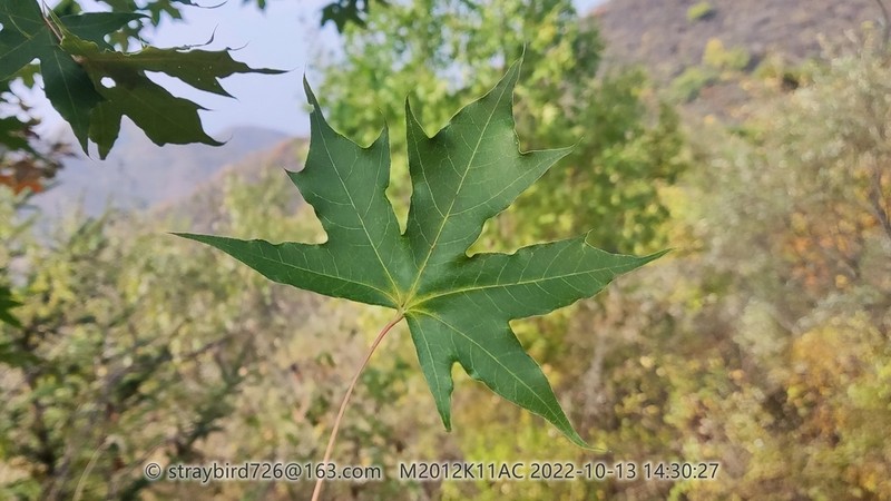 Acer truncatum photo 5