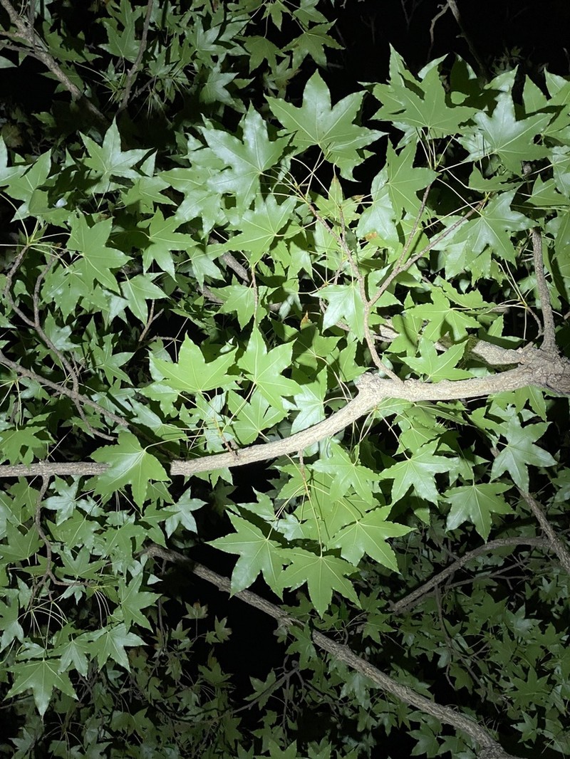 Acer truncatum photo 6
