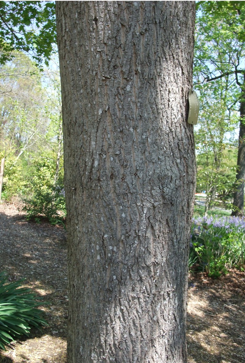 Acer truncatum photo 7