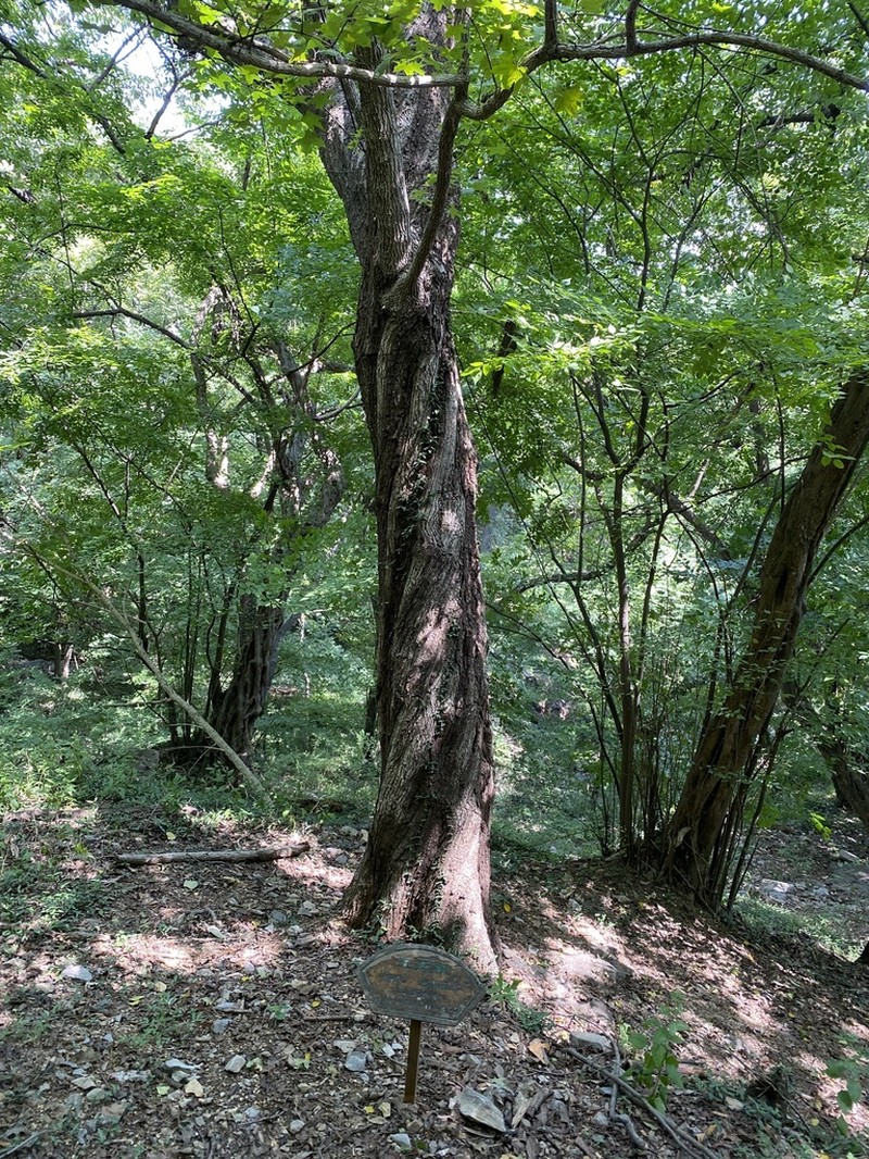 Acer truncatum photo 8