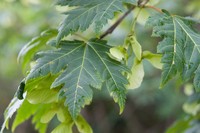 Acer tschonoskii