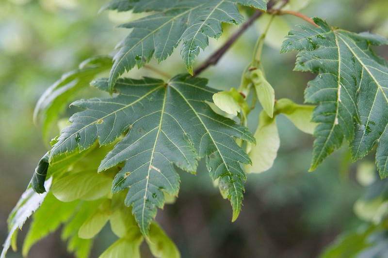 Acer tschonoskii