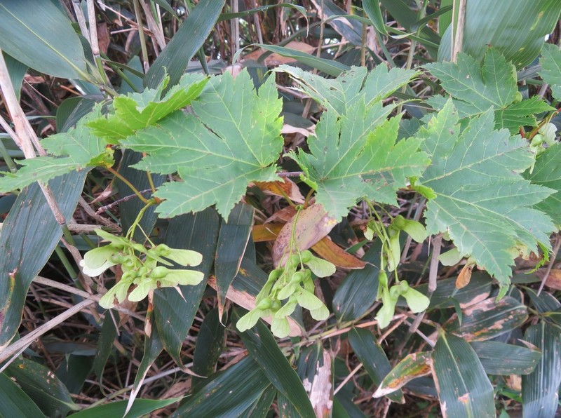 Acer tschonoskii photo 2