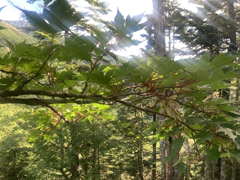 Acer tschonoskii photo 3