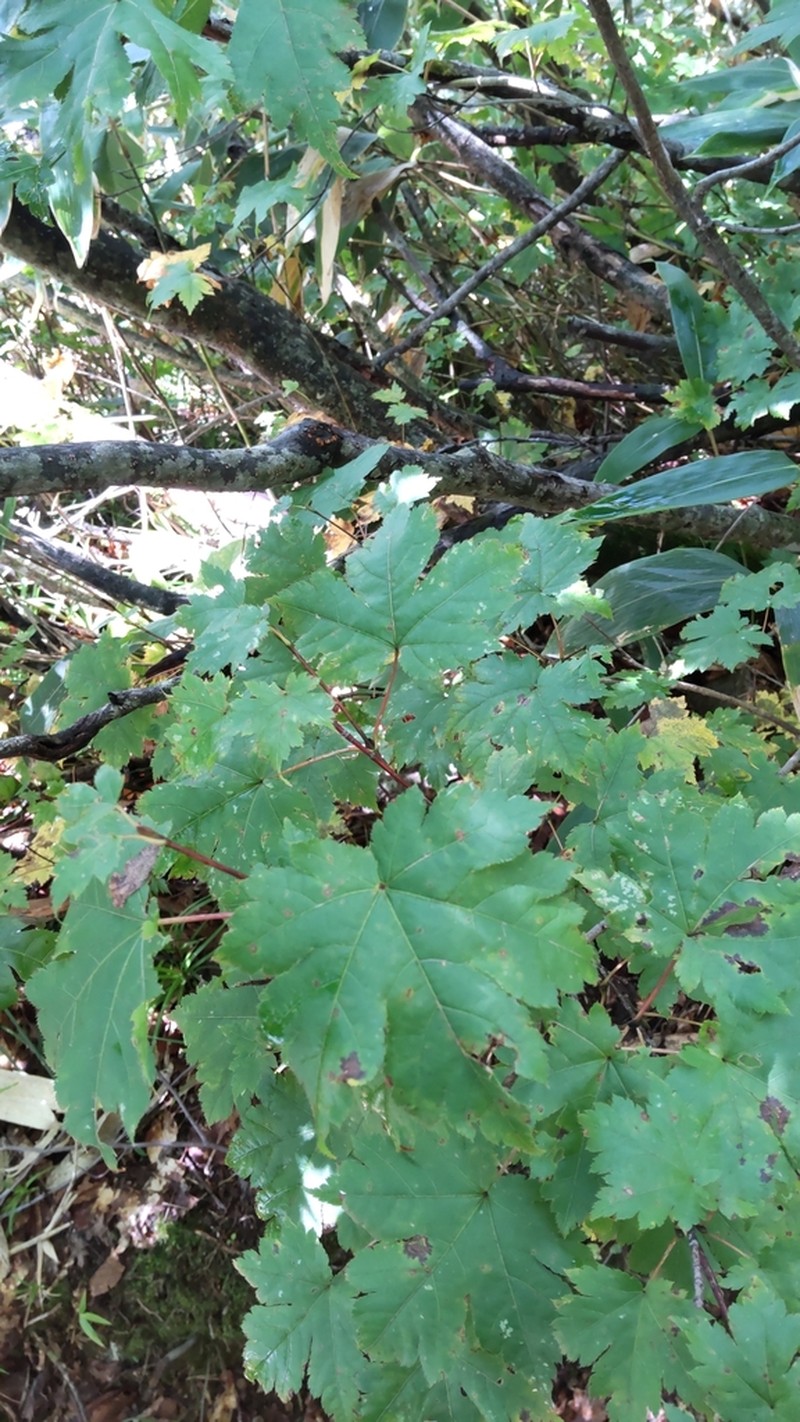 Acer tschonoskii photo 4