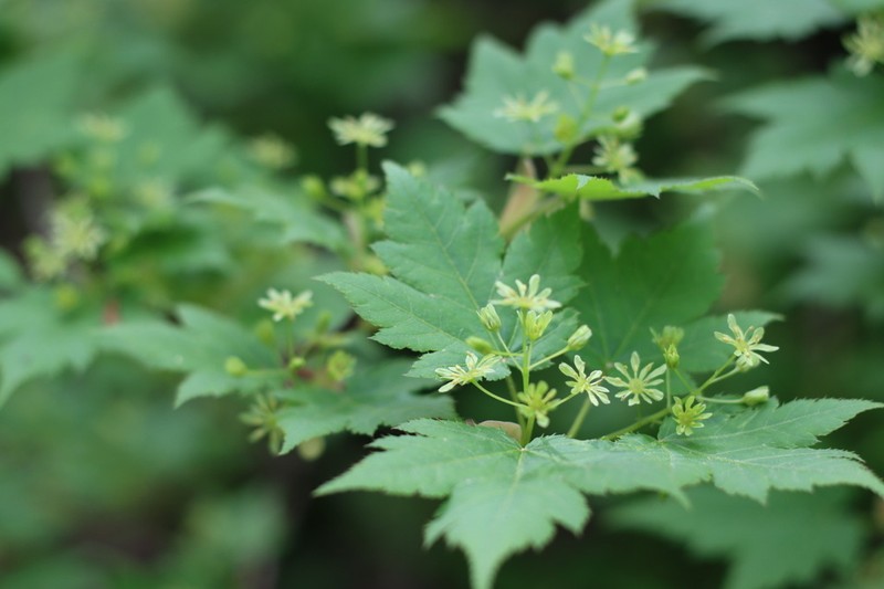 Acer tschonoskii photo 5