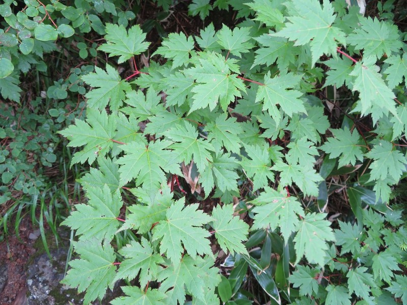 Acer tschonoskii photo 6
