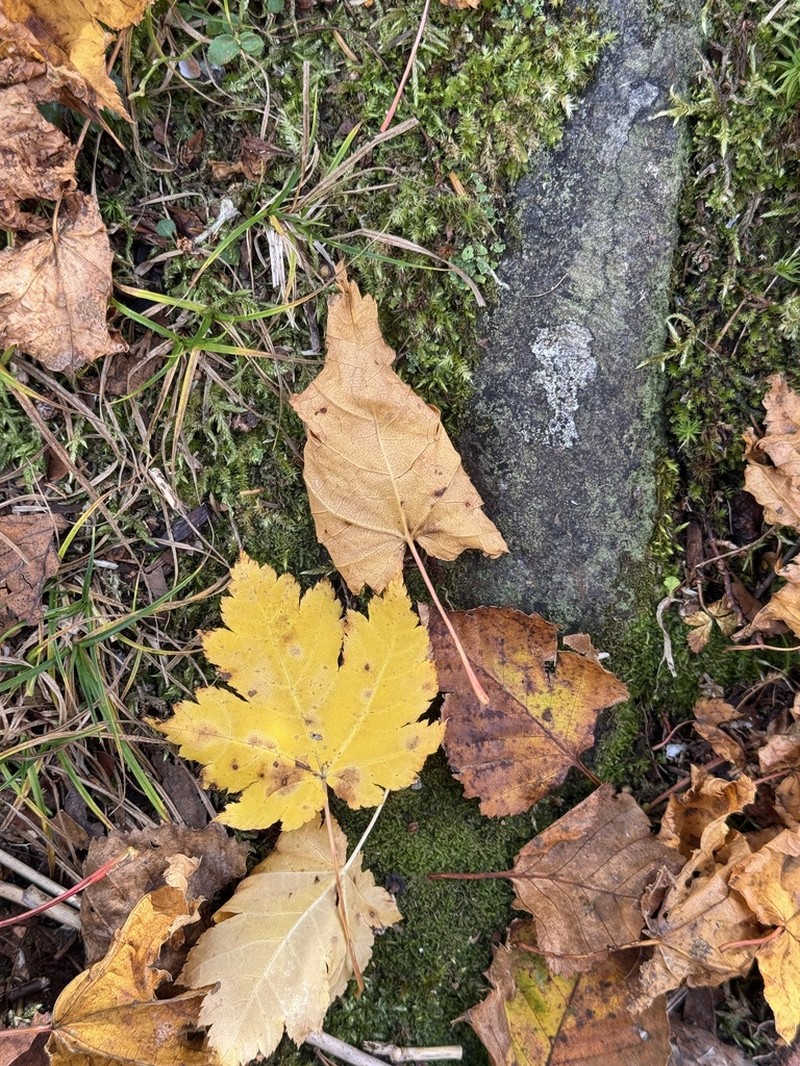 Acer tschonoskii photo 8