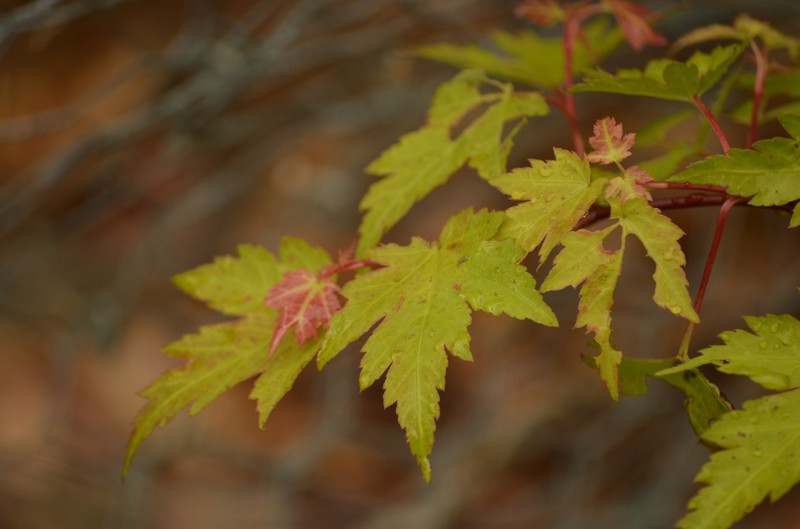 Acer tschonoskii var. australe