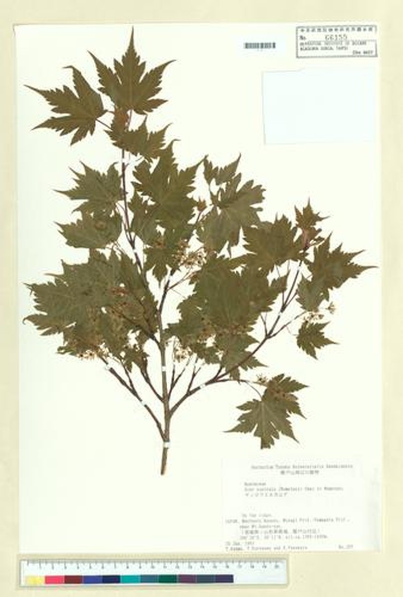 Acer tschonoskii var. australe photo 2