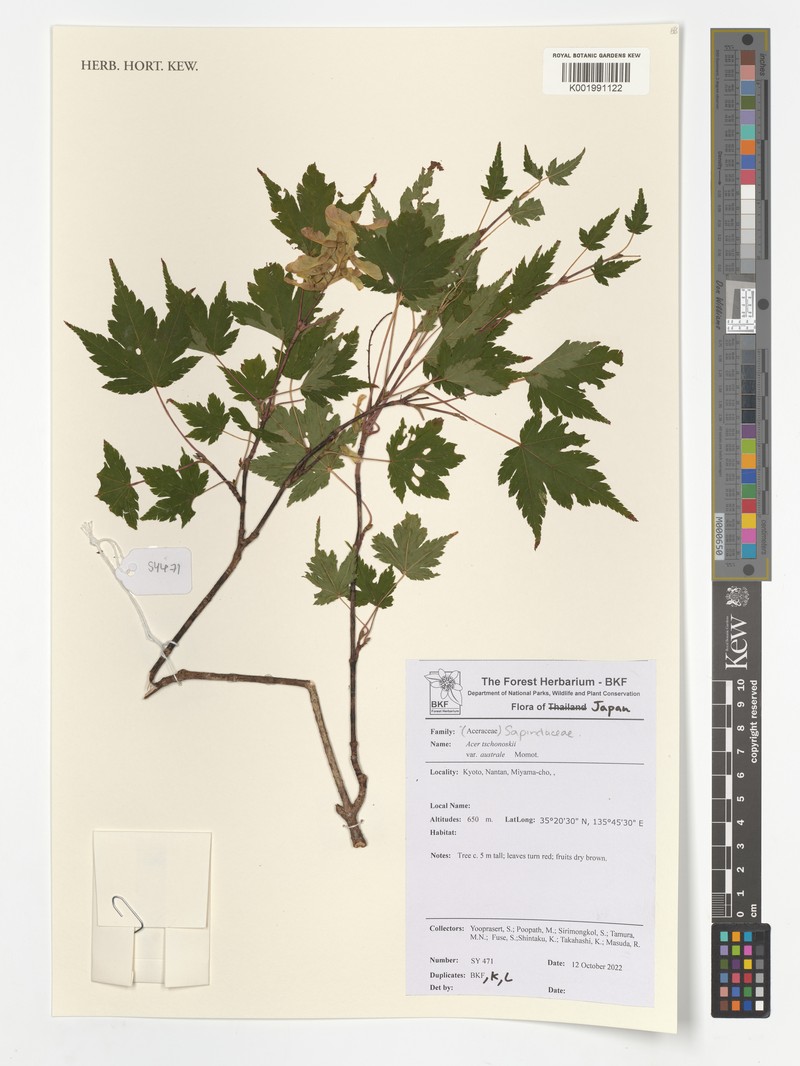 Acer tschonoskii var. australe photo 3