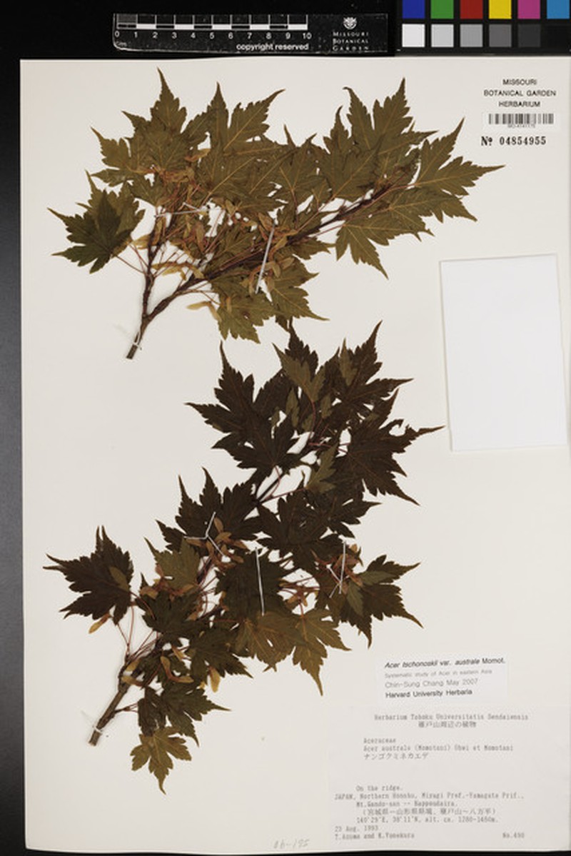 Acer tschonoskii var. australe photo 4