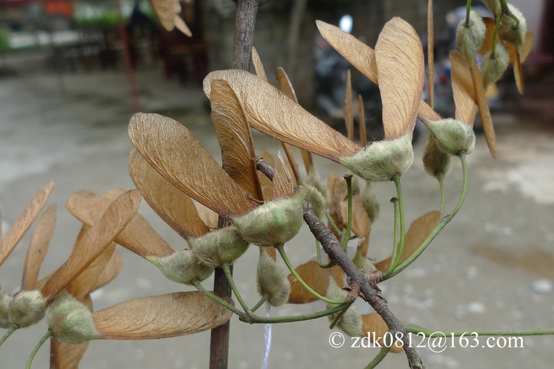 Acer tsinglingense photo 2