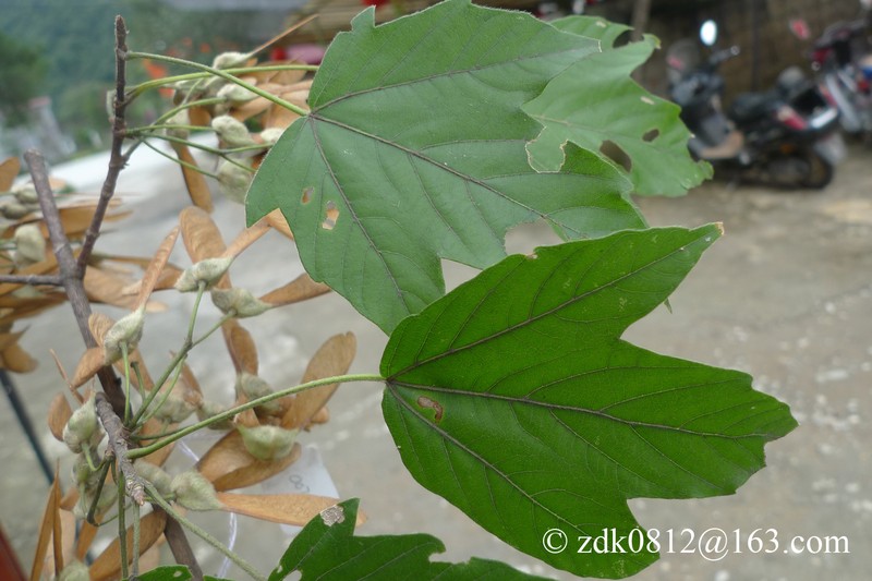 Acer tsinglingense photo 5