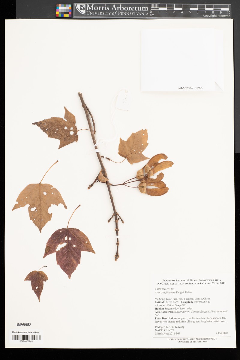Acer tsinglingense photo 7