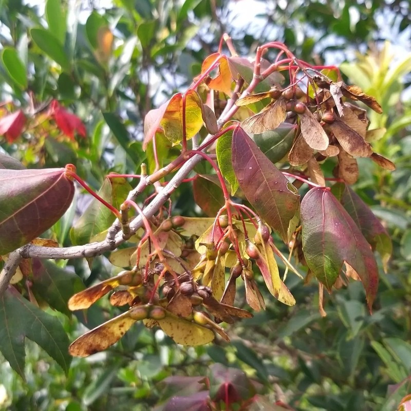 Acer tutcheri photo 2