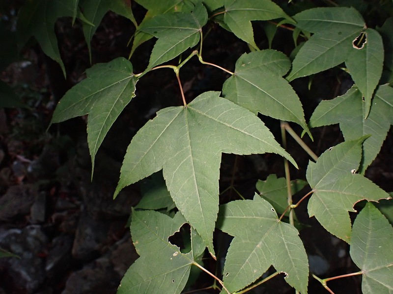 Acer tutcheri photo 3