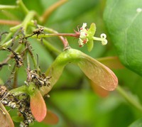 Acer tutcheri