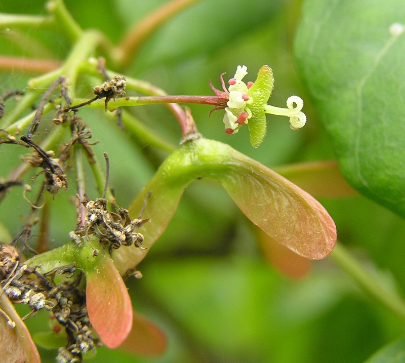 Acer tutcheri