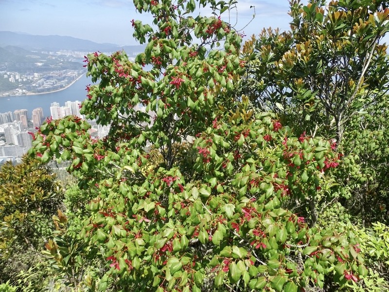 Acer tutcheri photo 5