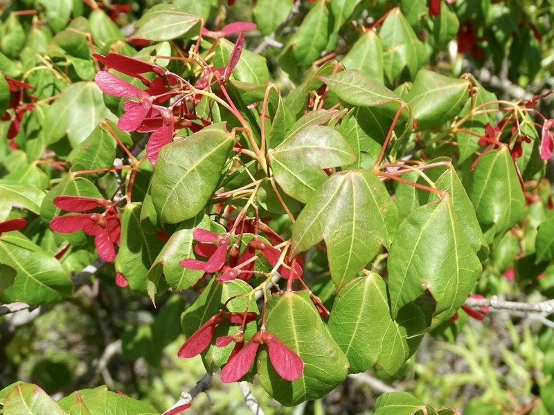 Acer tutcheri photo 6