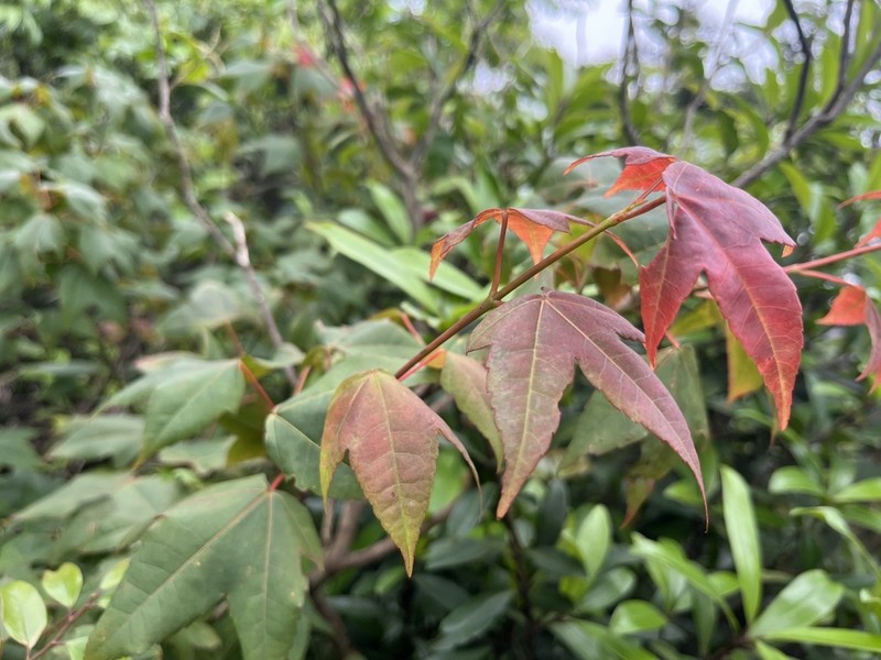 Acer tutcheri photo 8