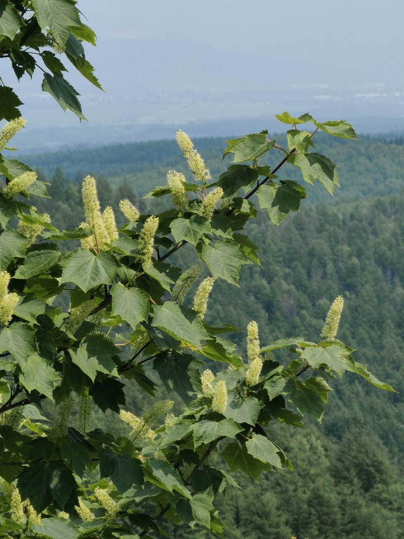 Acer ukurunduense photo 2