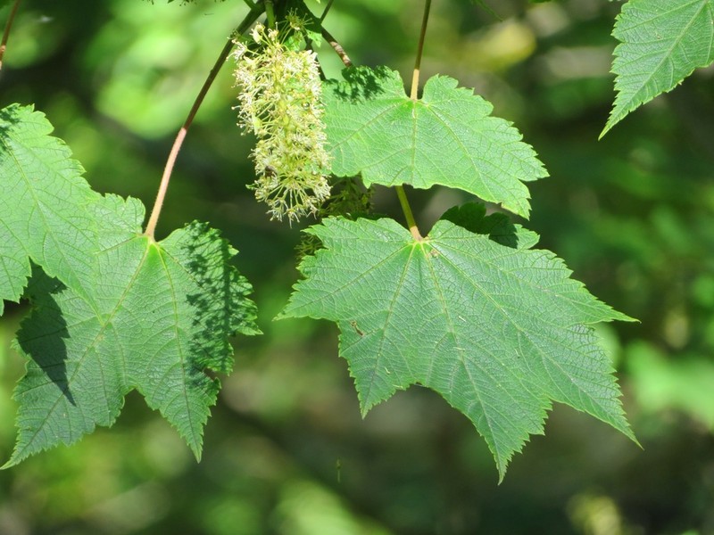 Acer ukurunduense photo 3