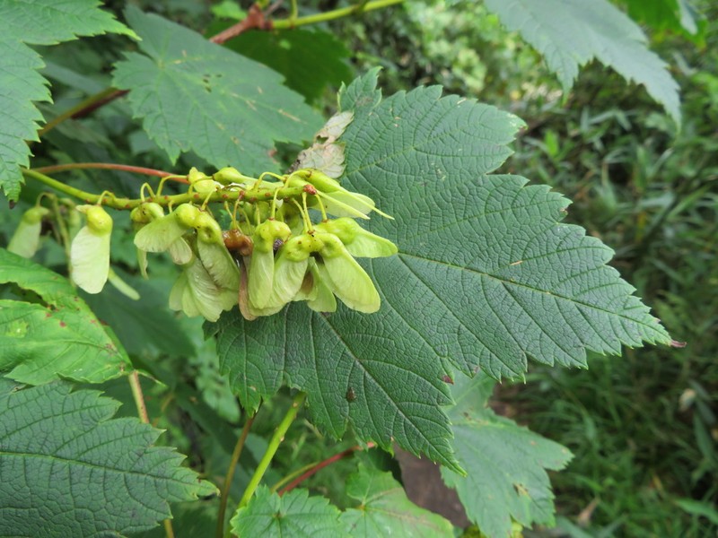 Acer ukurunduense photo 4
