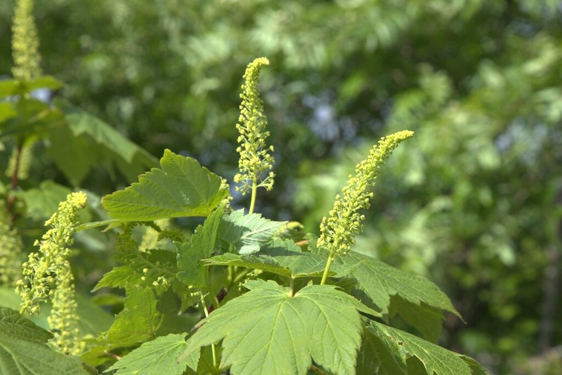 Acer ukurunduense photo 5