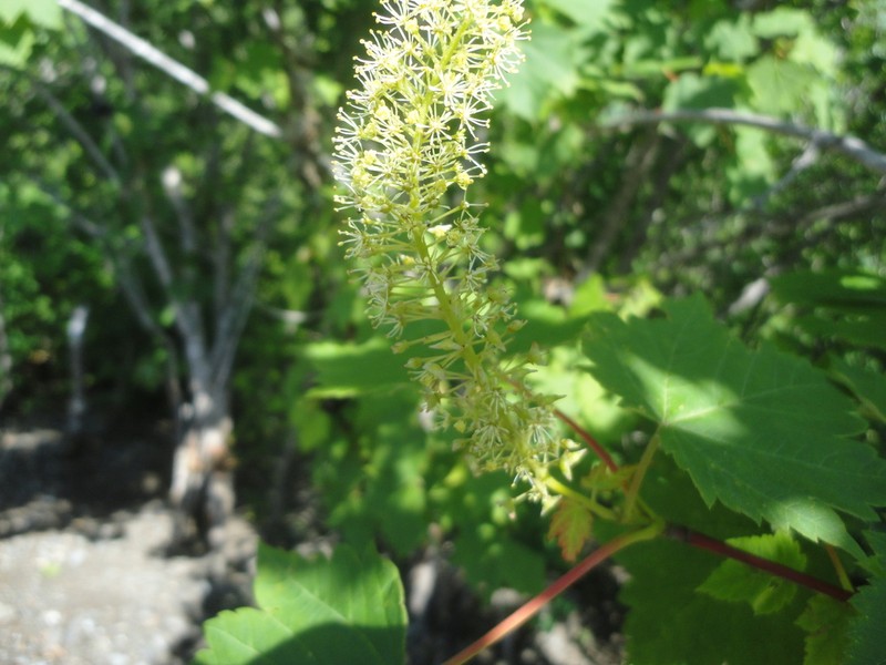 Acer ukurunduense photo 6