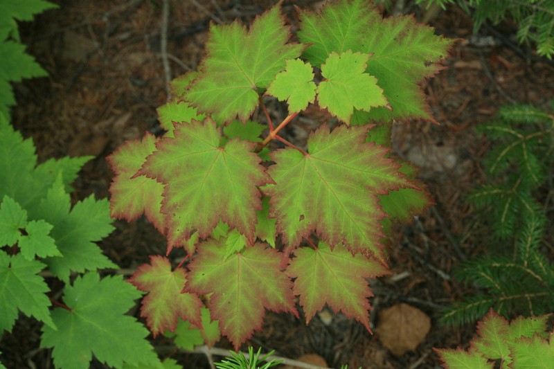 Acer ukurunduense photo 7